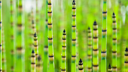 Stone Dental Group-SE Chicago Dentistry